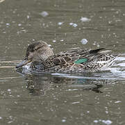 Eurasian Teal