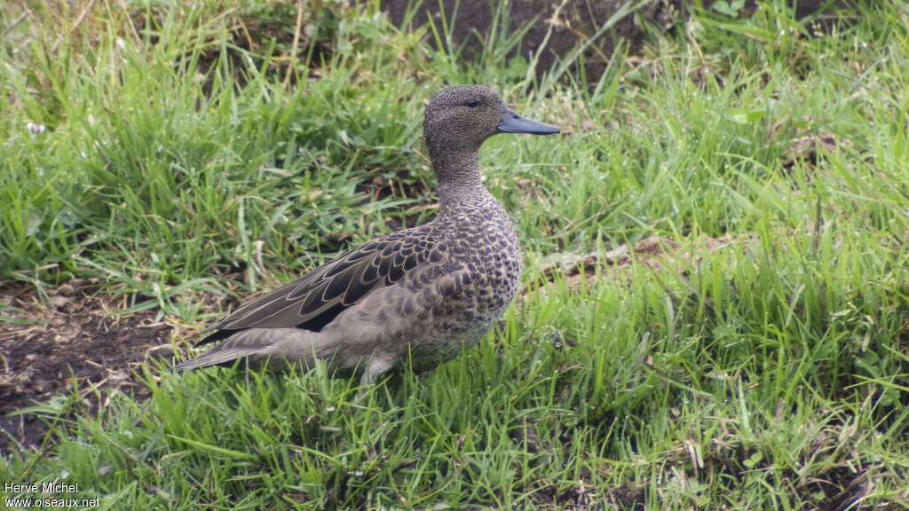 Andean Tealadult, identification