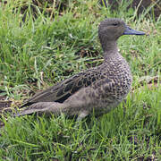 Andean Teal