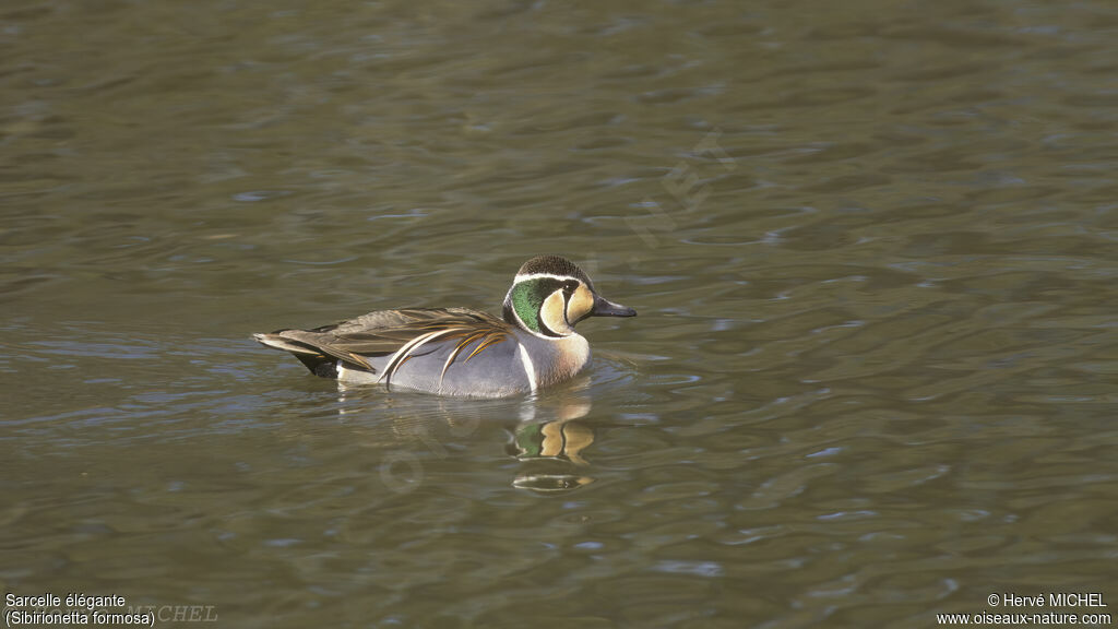 Baikal Teal male adult