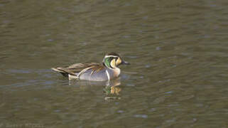 Baikal Teal