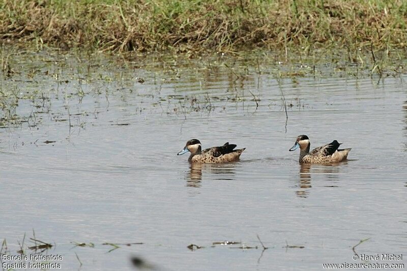 Blue-billed Teal 