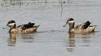 Blue-billed Teal