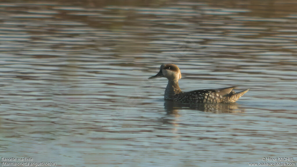 Marbled Duck