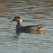 Marbled Duck