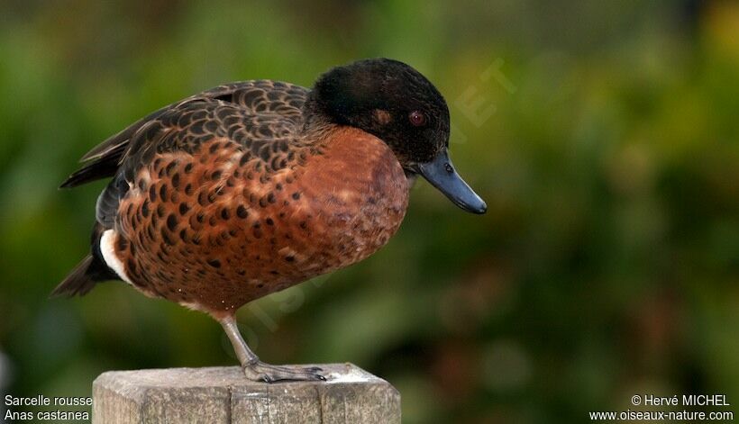 Chestnut Teal male adult