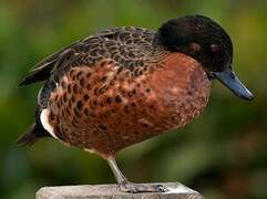 Chestnut Teal