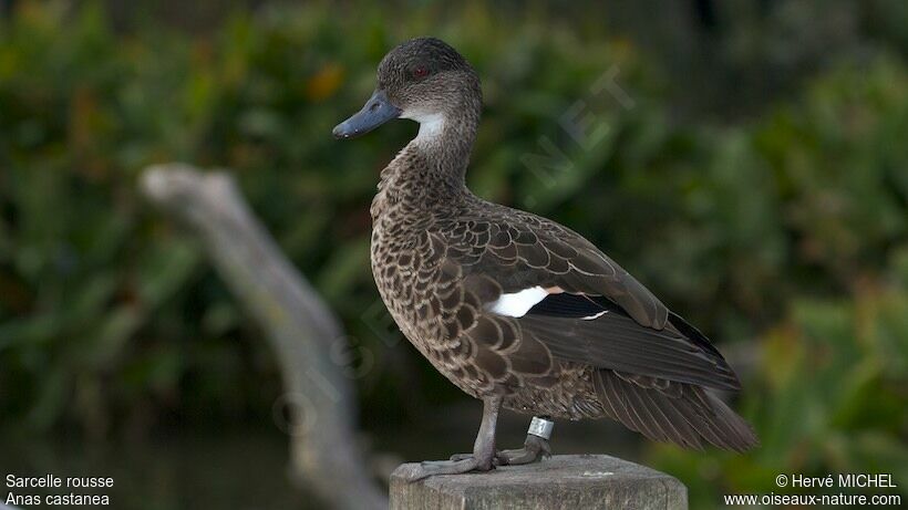 Chestnut Teal female adult