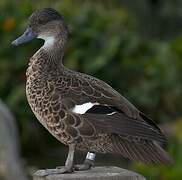 Chestnut Teal