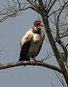 King Vulture