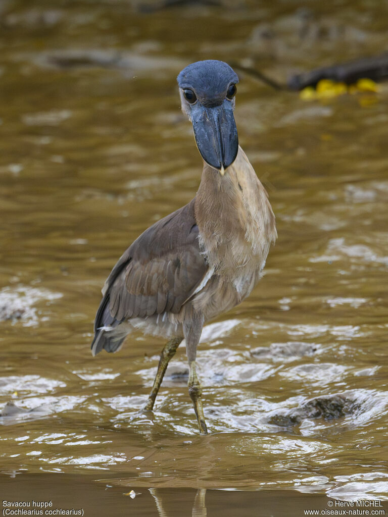 Boat-billed Heron