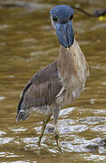 Boat-billed Heron