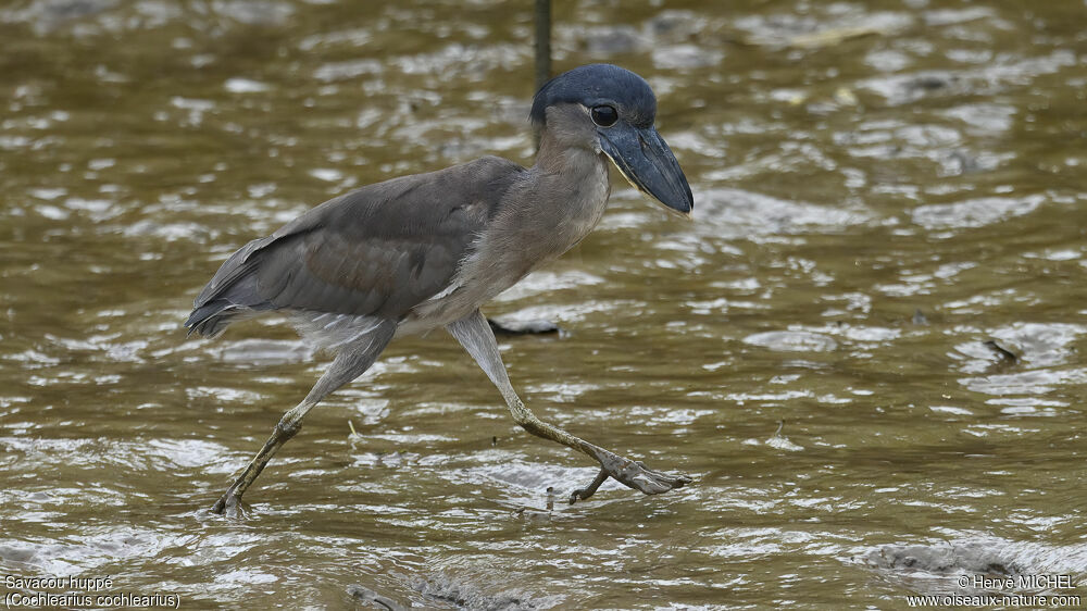 Boat-billed Heronimmature