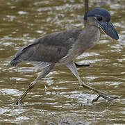 Boat-billed Heron