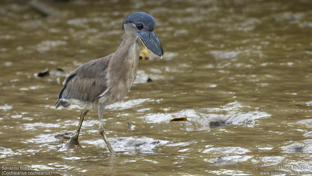 Boat-billed Heronimmature