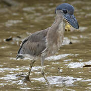 Boat-billed Heron