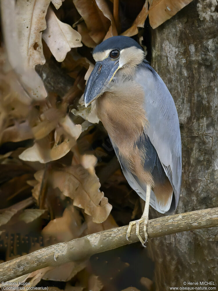 Boat-billed Heronadult