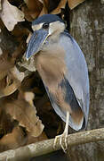 Boat-billed Heron