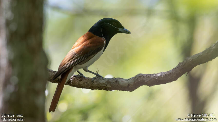 Rufous Vanga male adult