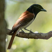 Rufous Vanga