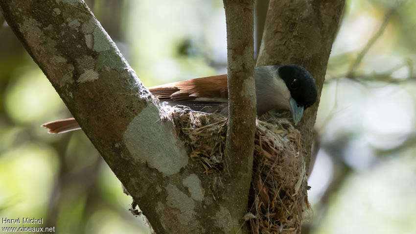 Rufous Vanga female adult, Reproduction-nesting