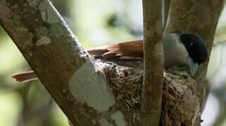 Rufous Vanga