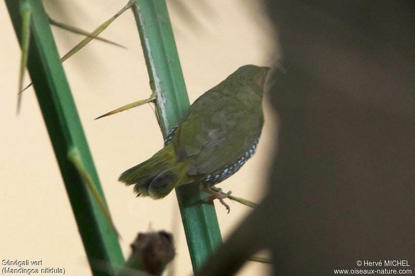 Sénégali vert