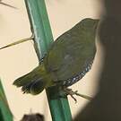 Sénégali vert