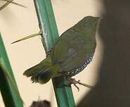 Sénégali vert