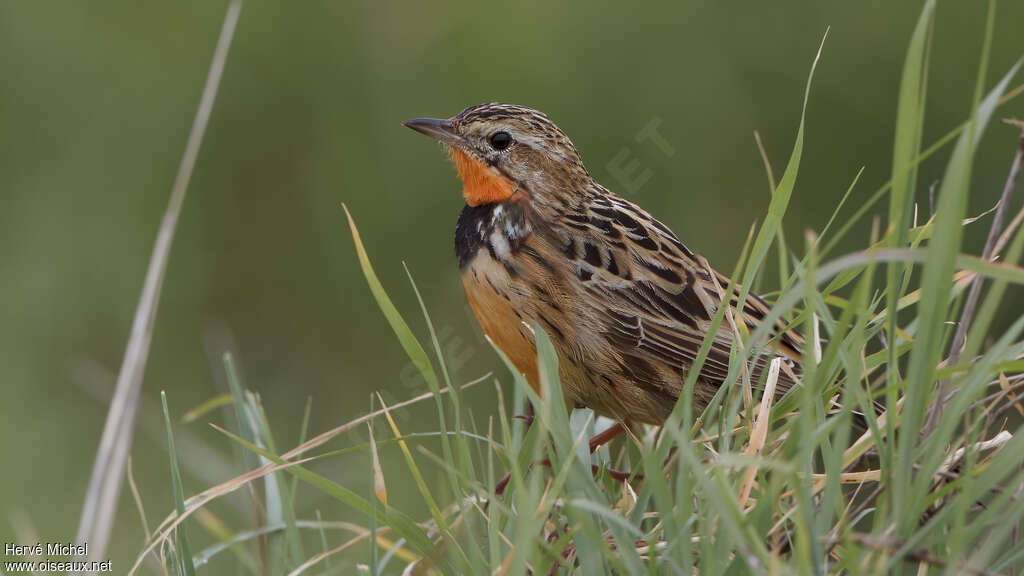 Rosy-throated Longclaw male adult breeding, identification