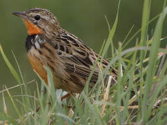 Rosy-throated Longclaw