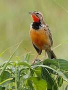 Rosy-throated Longclaw