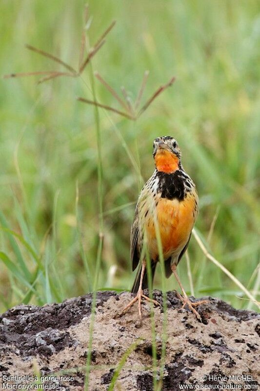 Rosy-throated Longclaw male adult breeding