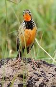 Rosy-throated Longclaw