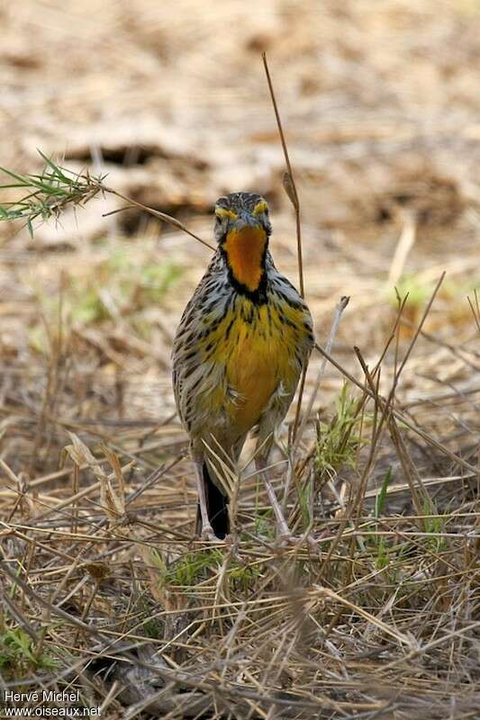 Pangani Longclaw male adult