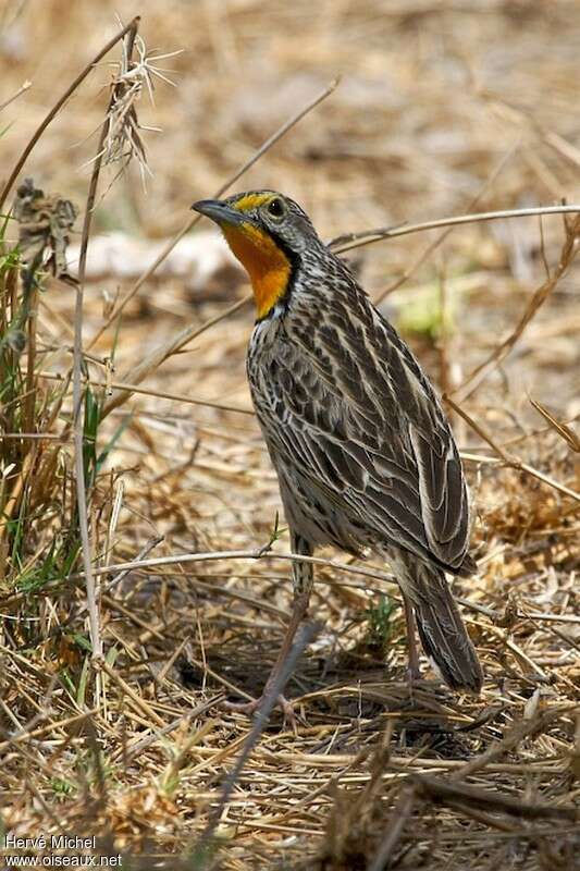 Pangani Longclaw male adult