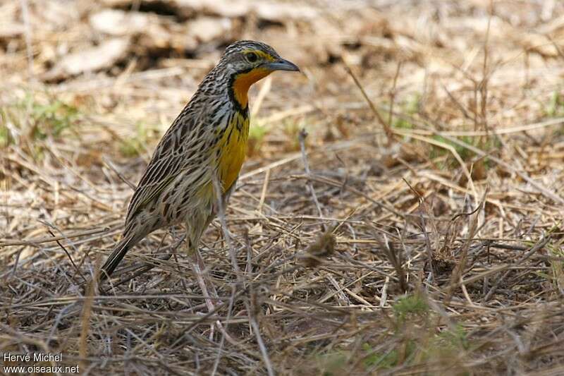 Pangani Longclaw male adult