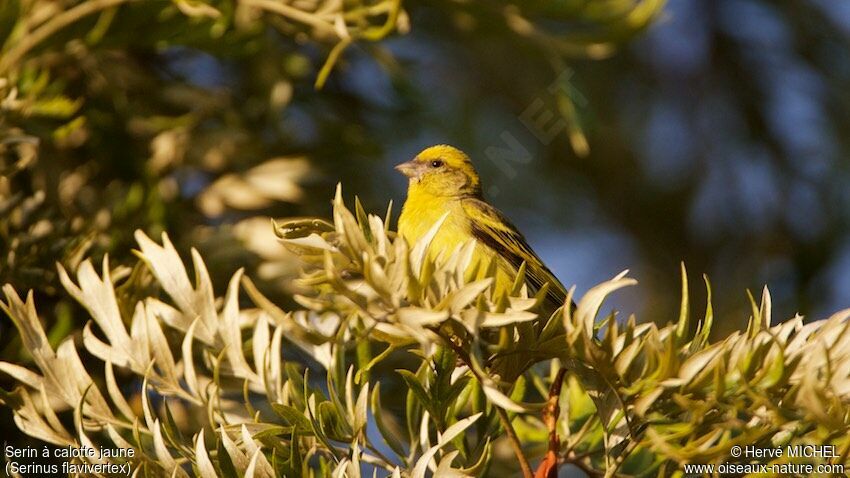 Serin à calotte jaune mâle