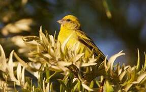 Yellow-crowned Canary