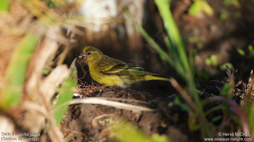 Serin à calotte jaune femelle