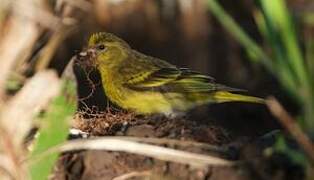 Yellow-crowned Canary