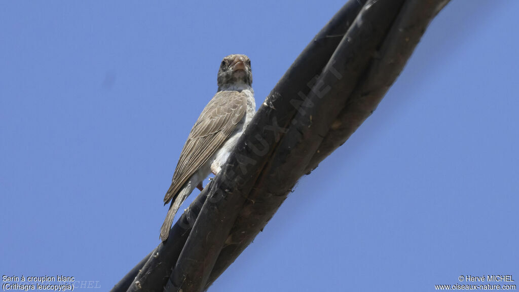 White-rumped Seedeater