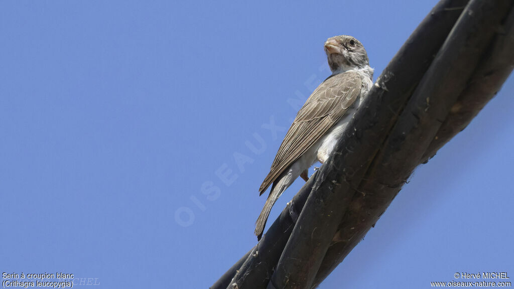 Serin à croupion blanc