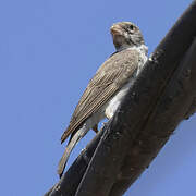 White-rumped Seedeater