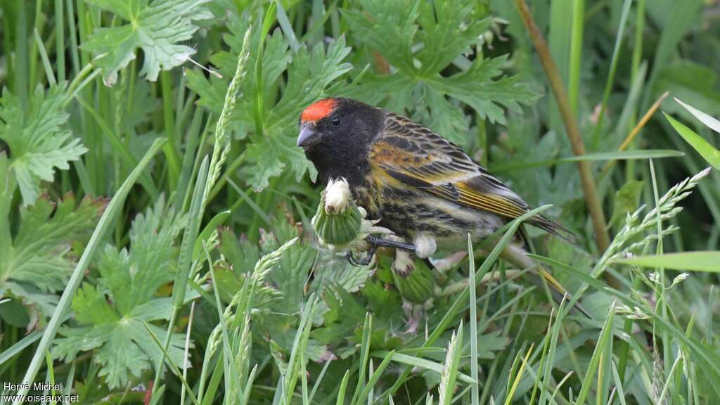 Serin à front rouge mâle adulte nuptial, habitat, pêche/chasse