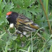 Serin à front rouge