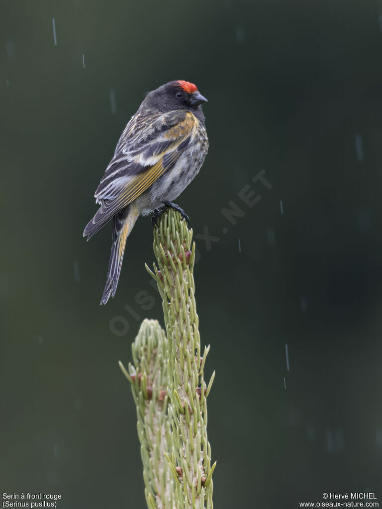 Red-fronted Serinadult breeding