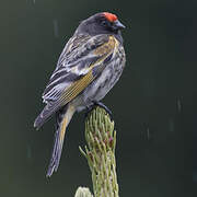 Red-fronted Serin