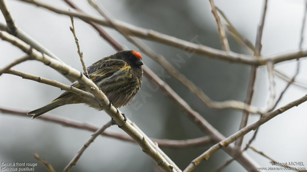 Serin à front rouge