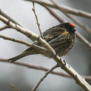 Red-fronted Serin